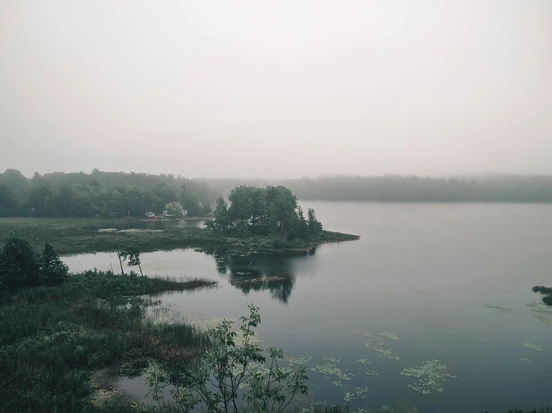Spring lakeside fog and budding green trees