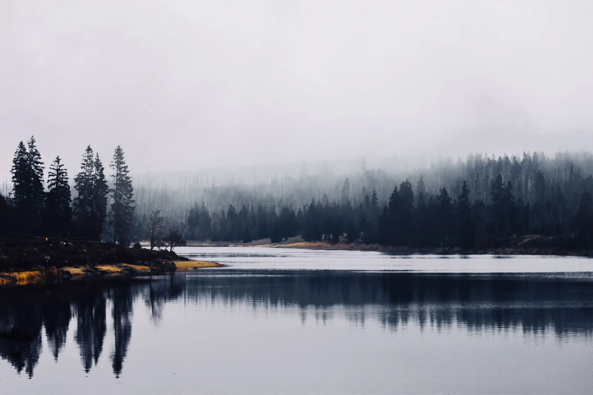 Misty winter-toned forest landscape with peaceful quiet