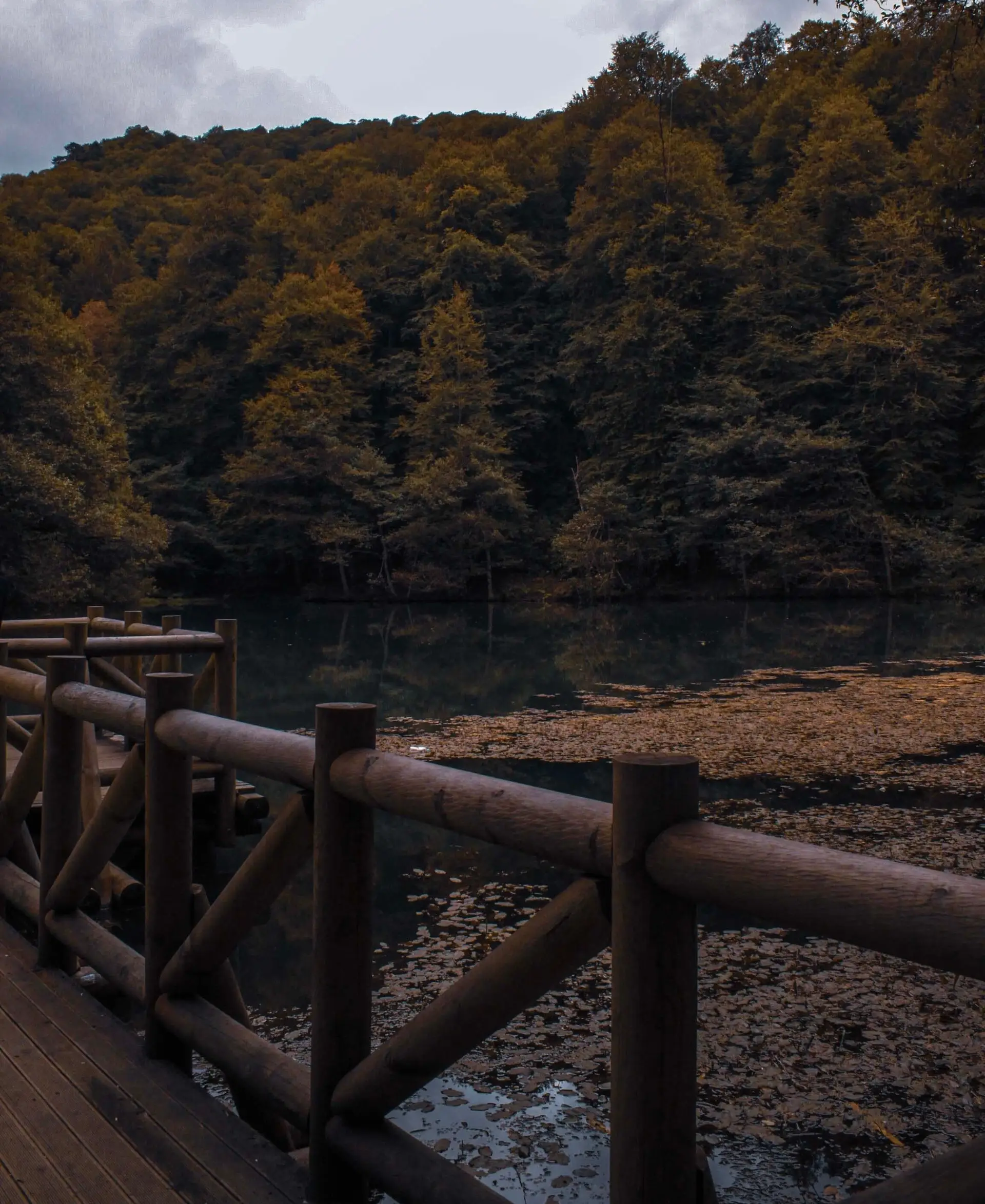 Wooden walkway through Canadian temperate forest to serene lake