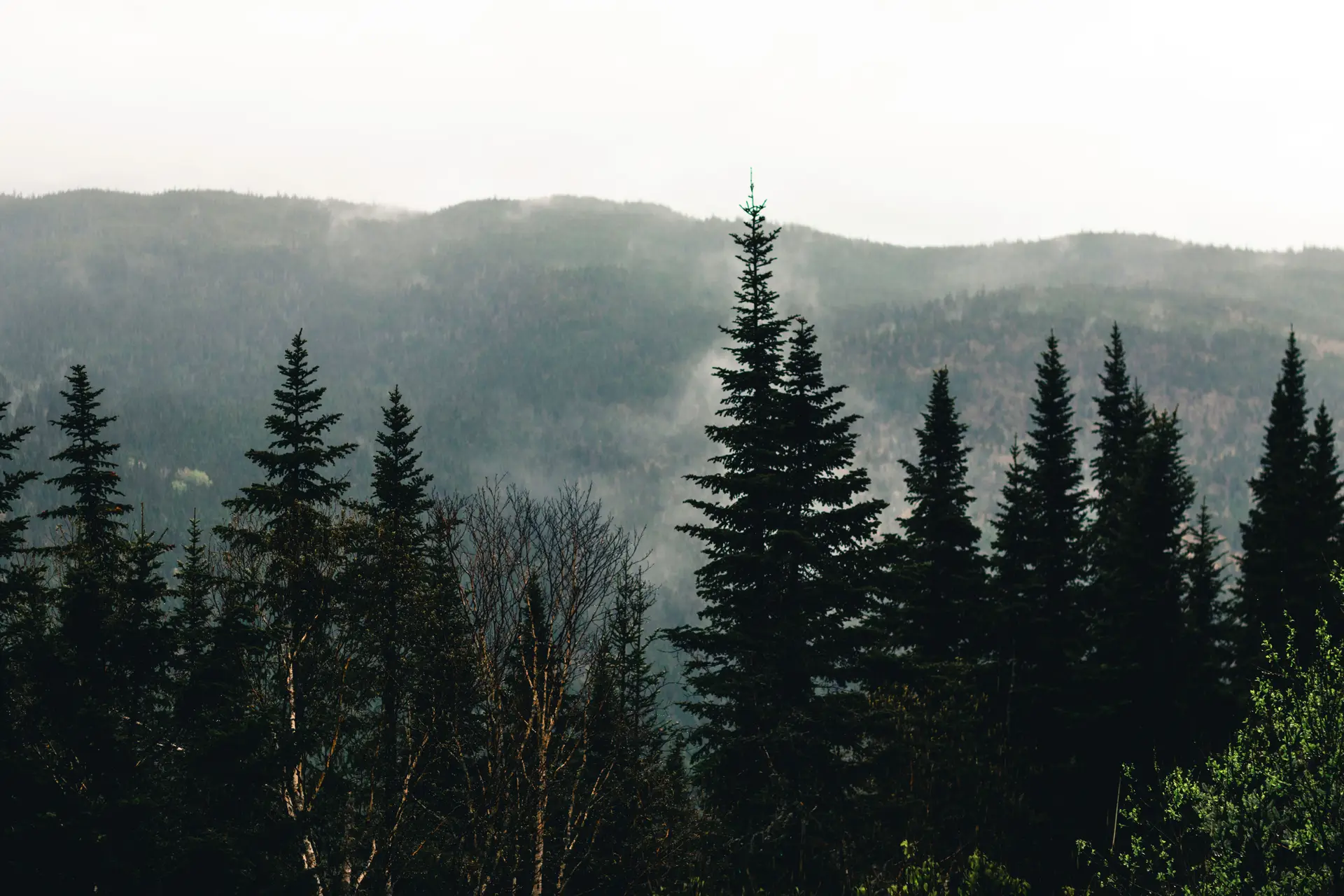 Mystical dawn fog enveloping a Canadian pine forest lake