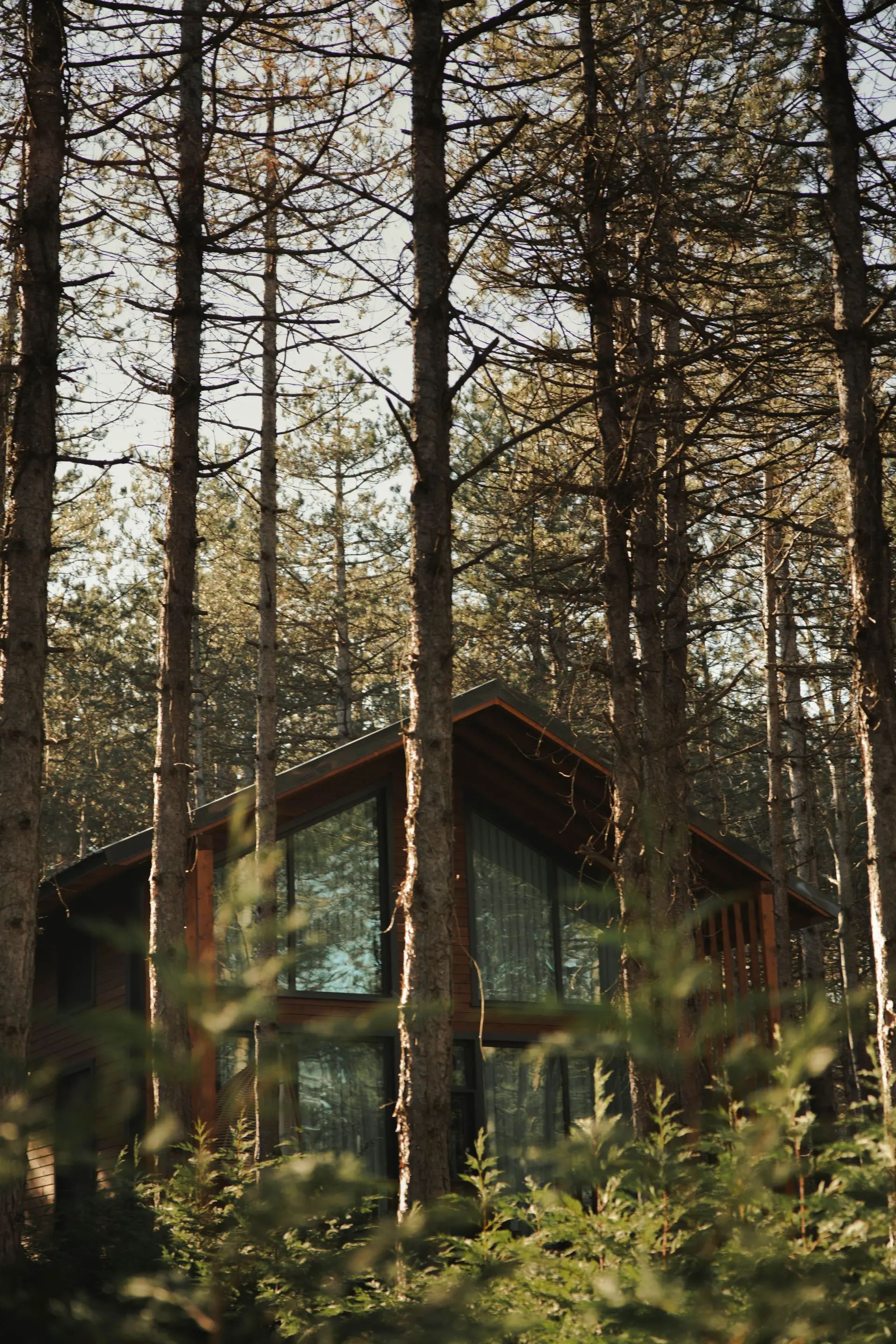 A secluded cabin surrounded by tall pine trees in a peaceful forest