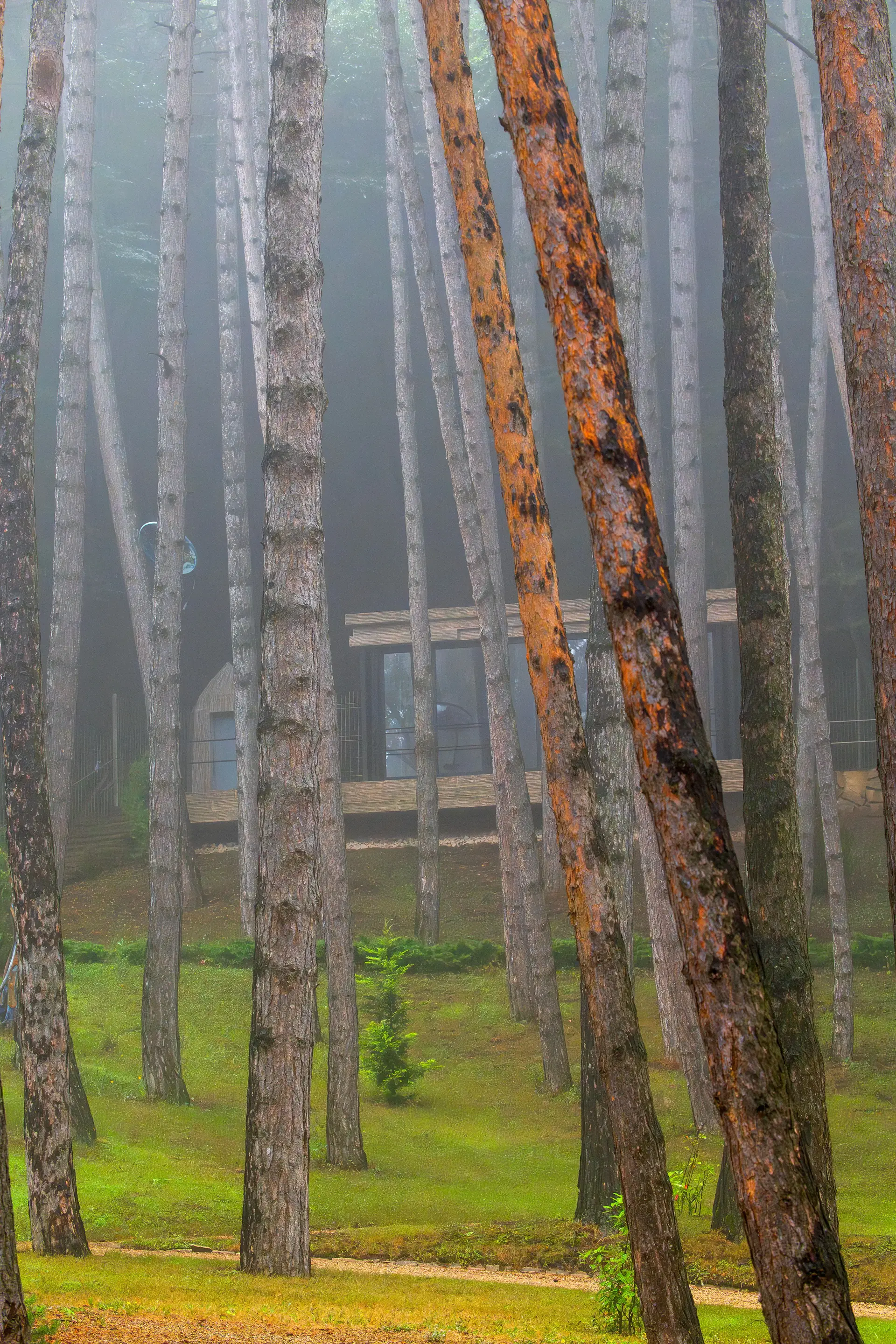 Modern wooden wellness cabin nestled amid tranquil Canadian pine forest with soft dawn light