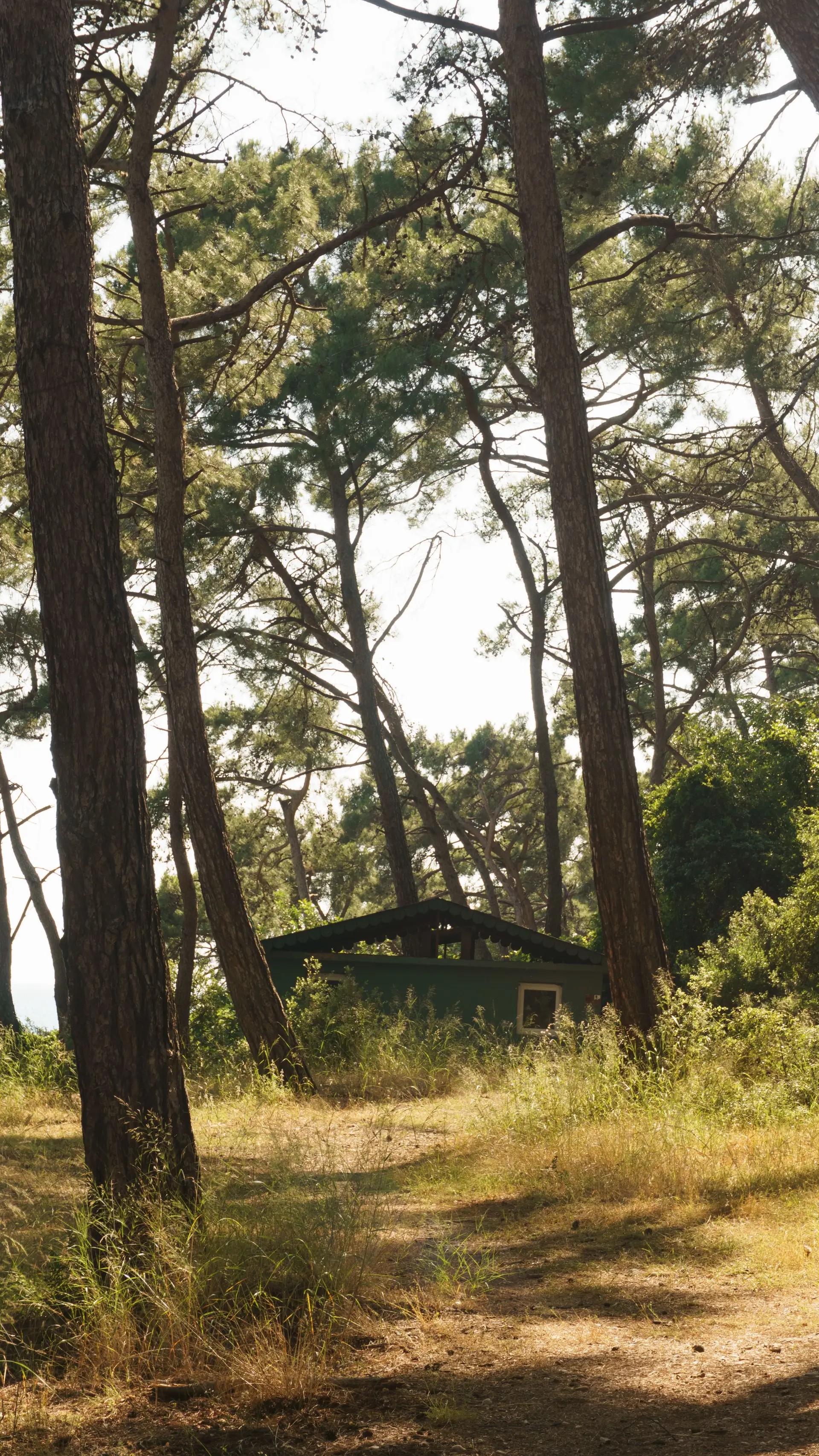 A secluded wooden cabin nestled among tall pine trees in a sunlit forest setting