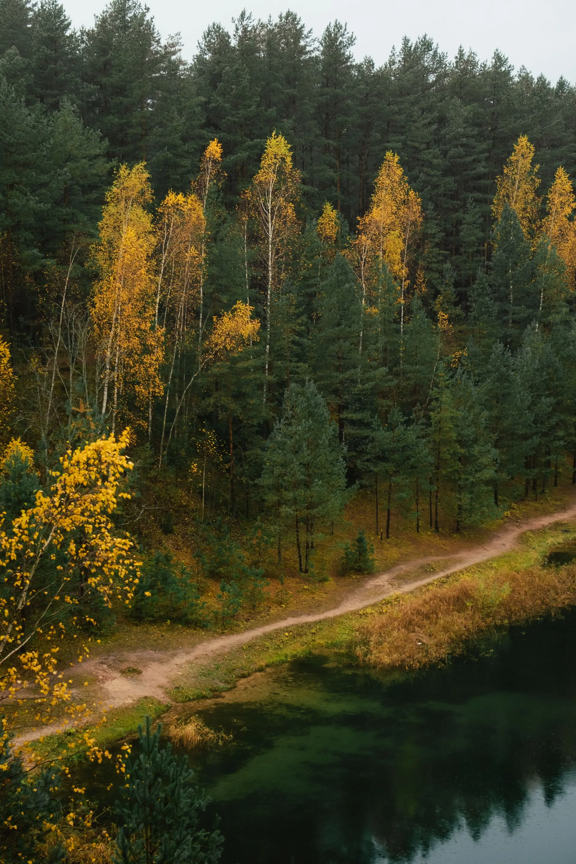 Golden autumn forest path beside a calm lake