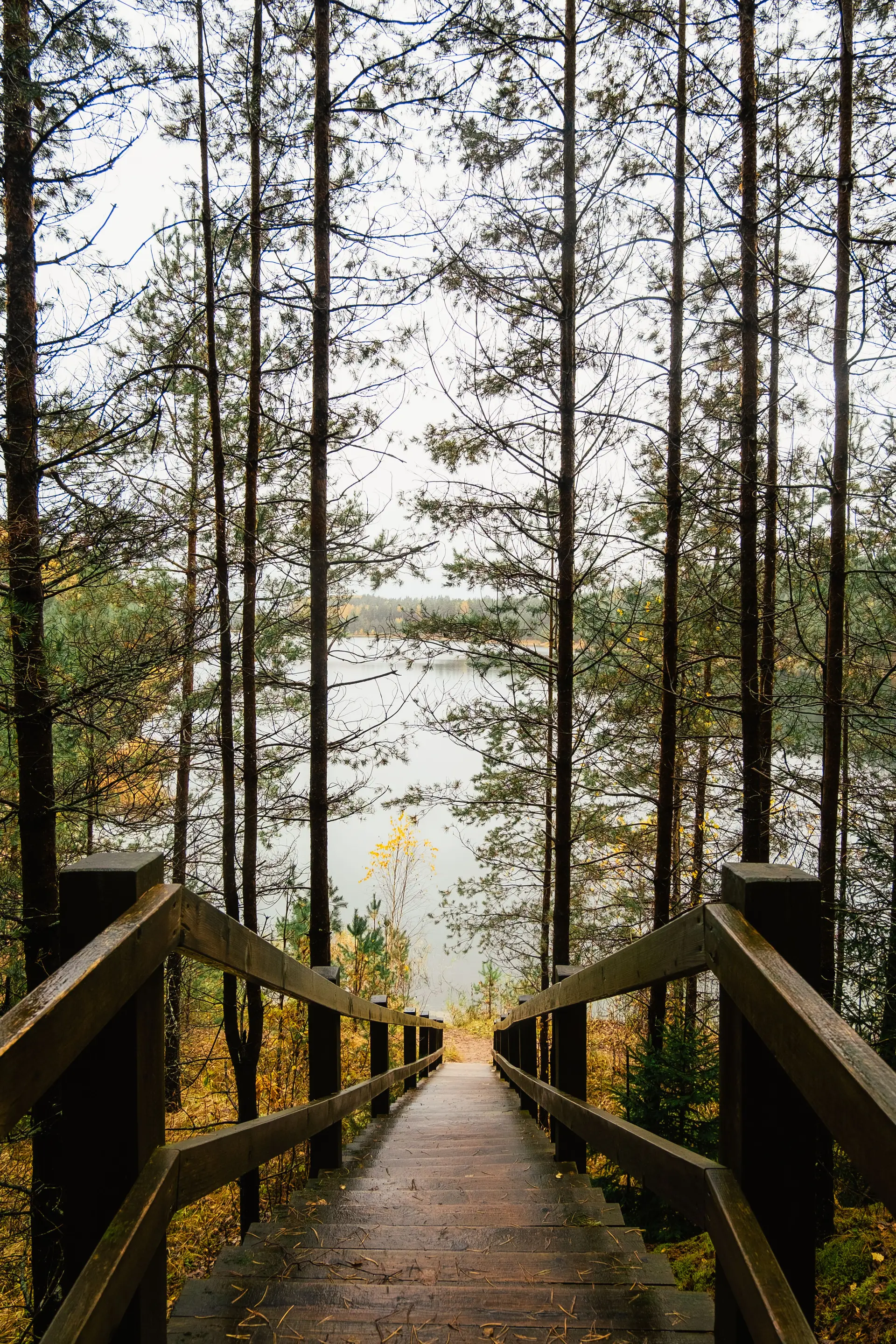 Wooded stairway in autumn wilderness