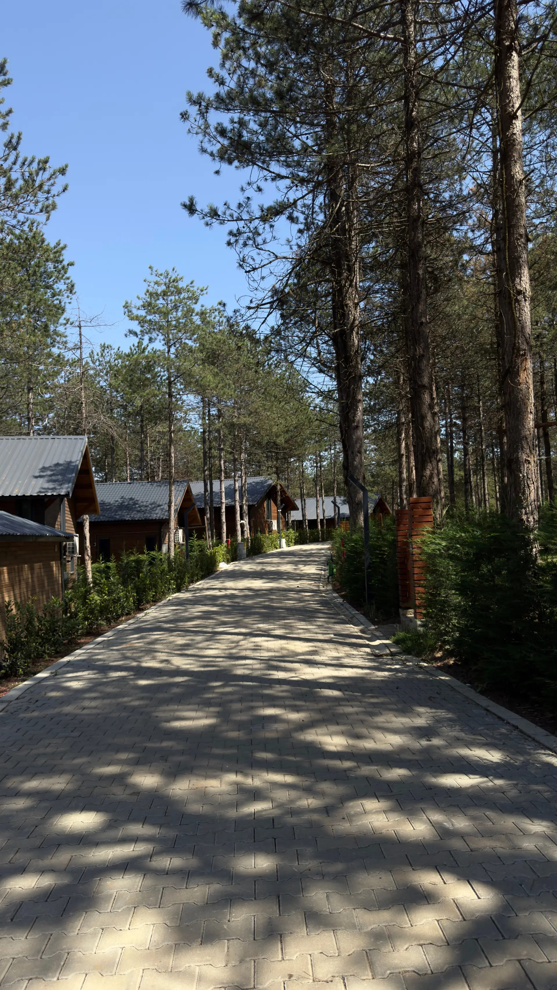 A serene view of a forest pathway lined with rustic wooden cabins