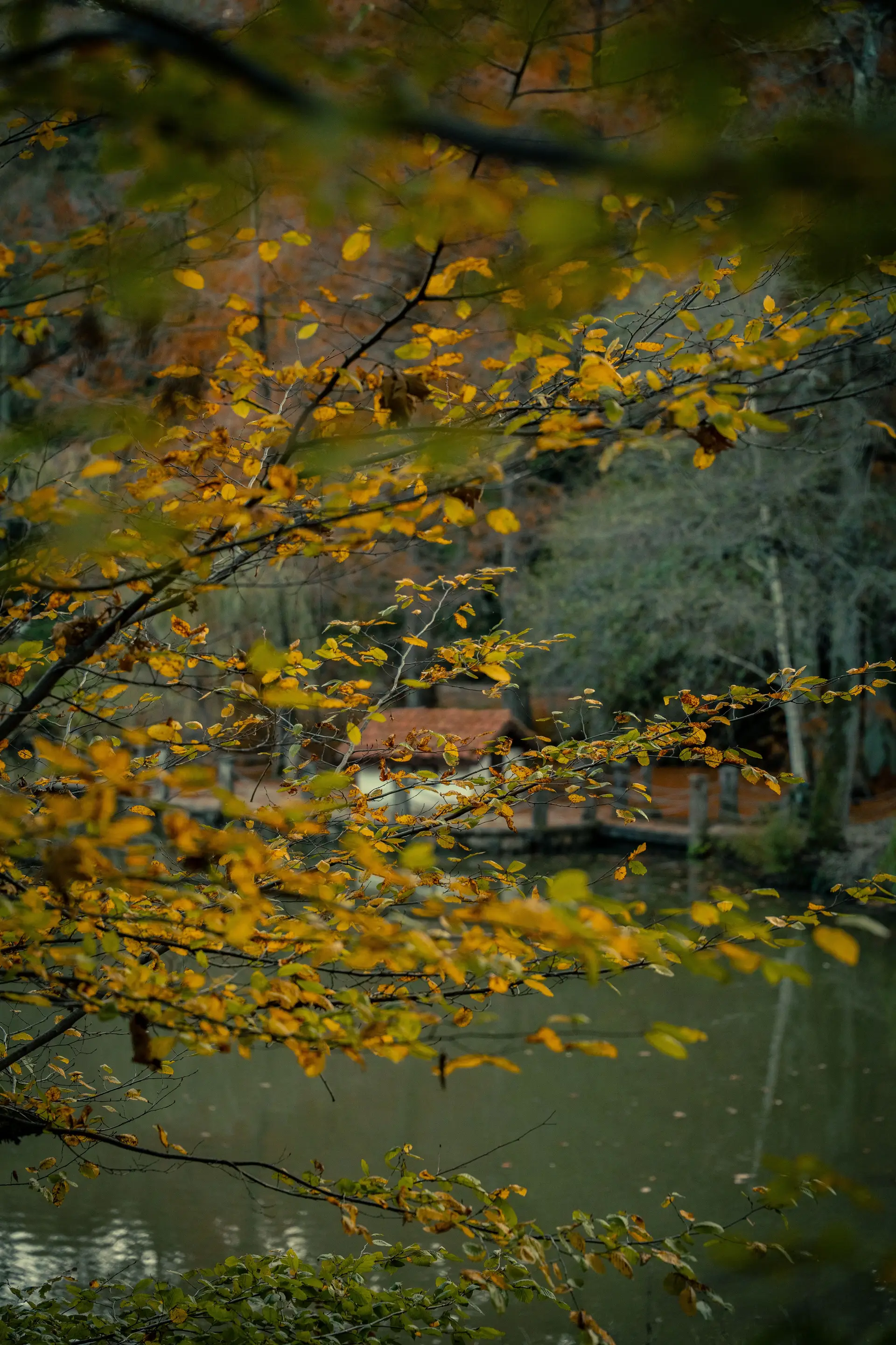 Vibrant golden autumn trees along peaceful shoreline